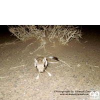 گونه دوپای بلانفورد Blanford’s jerboa